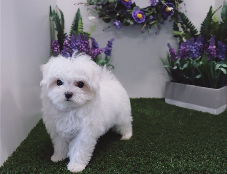 maltese puppy for sale 