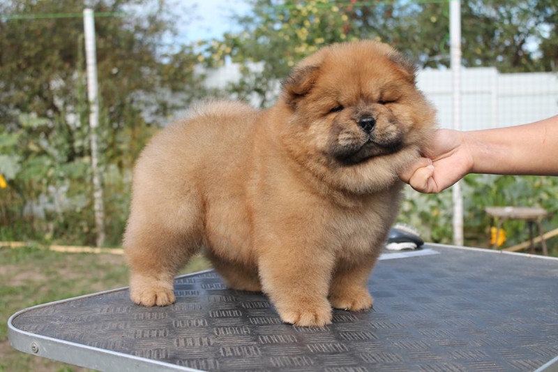 CHOW CHOW PUPPIES READY TO GO UNDER PRESSURE