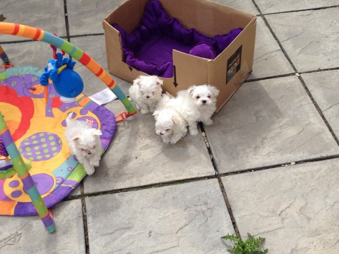 Pure White Maltese Ready for New Home (856) 500-31
